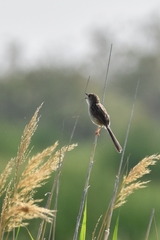 Prinia lepida