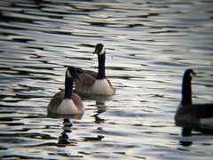 Branta canadensis