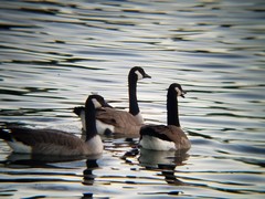 Branta canadensis
