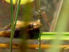 Hyperolius marmoratus marmoratus