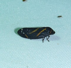 Sphodroscarta trivirgata