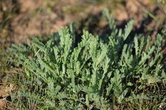 Tanacetum achilleifolium