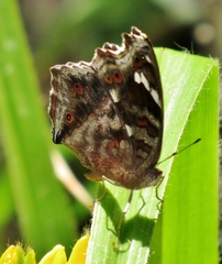 Junonia natalica natalica