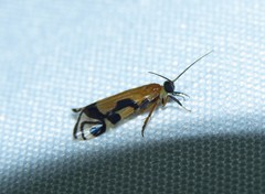 Macrostemum negrense