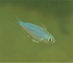 Gulf Damselfish photo 3