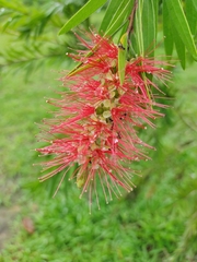 Melaleuca glauca