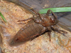 Cordulegaster boltonii