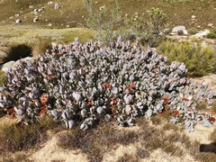 Protea recondita