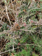 Hypogeococcus festerianus