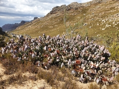 Protea recondita