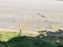 Sturnus vulgaris