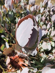 Protea recondita
