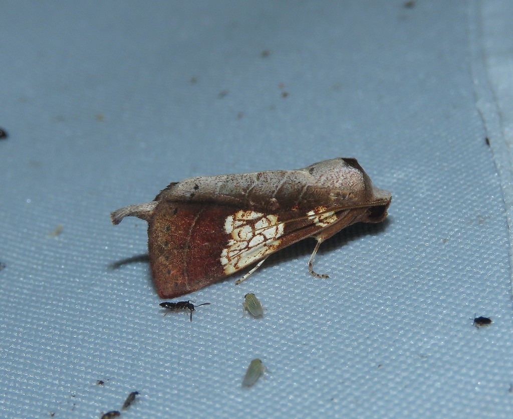 Marthula pleione
