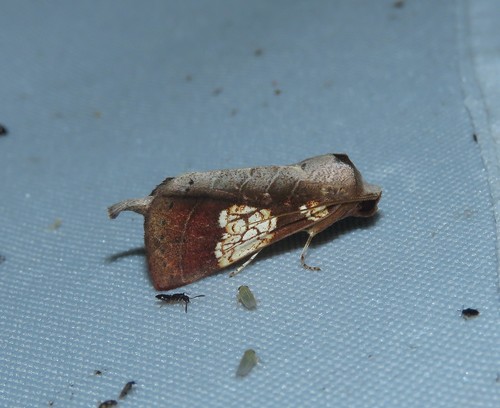 Marthula pleione
