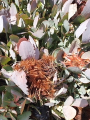 Protea recondita
