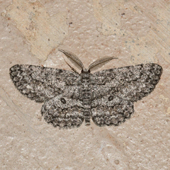 Hypomecis umbrosaria