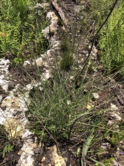 Schizachyrium rhizomatum