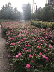 Rosa