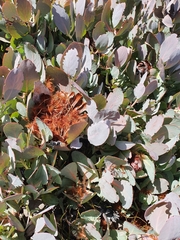 Protea recondita