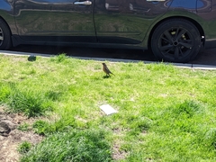 Turdus migratorius