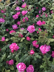 Rosa