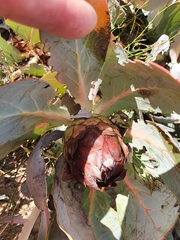 Protea recondita