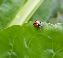 Hippodamia variegata