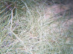 Ephedra fasciculata