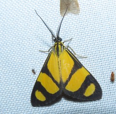 Phaeochlaena solilucis
