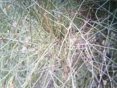 Ephedra fasciculata