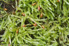 Hygrohypnella ochracea