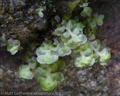 Scapania undulata
