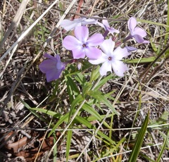 Phlox pilosa