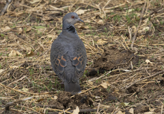 Streptopelia lugens