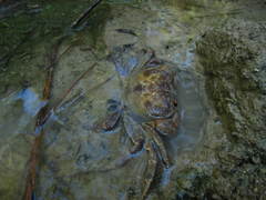 Potamon hippocratis