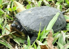 Claudius angustatus