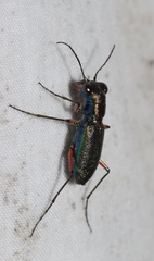 Prothyma concinna