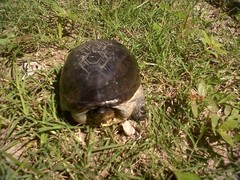 Claudius angustatus