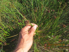 Juncus caespiticius