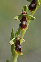 Ophrys insectifera subinsectifera