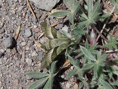 Proserpinus clarkiae