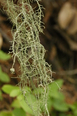 Usnea intermedia
