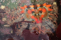 Phyllolithodes papillosus