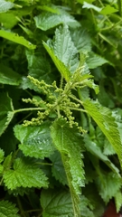 Urtica dioica