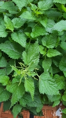 Urtica dioica