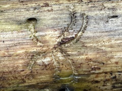 Pityogenes bidentatus