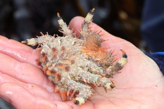 Phyllolithodes papillosus