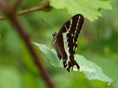 Papilio delalandei