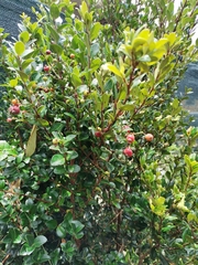 Myrcianthes fragrans