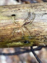 Pityogenes bidentatus